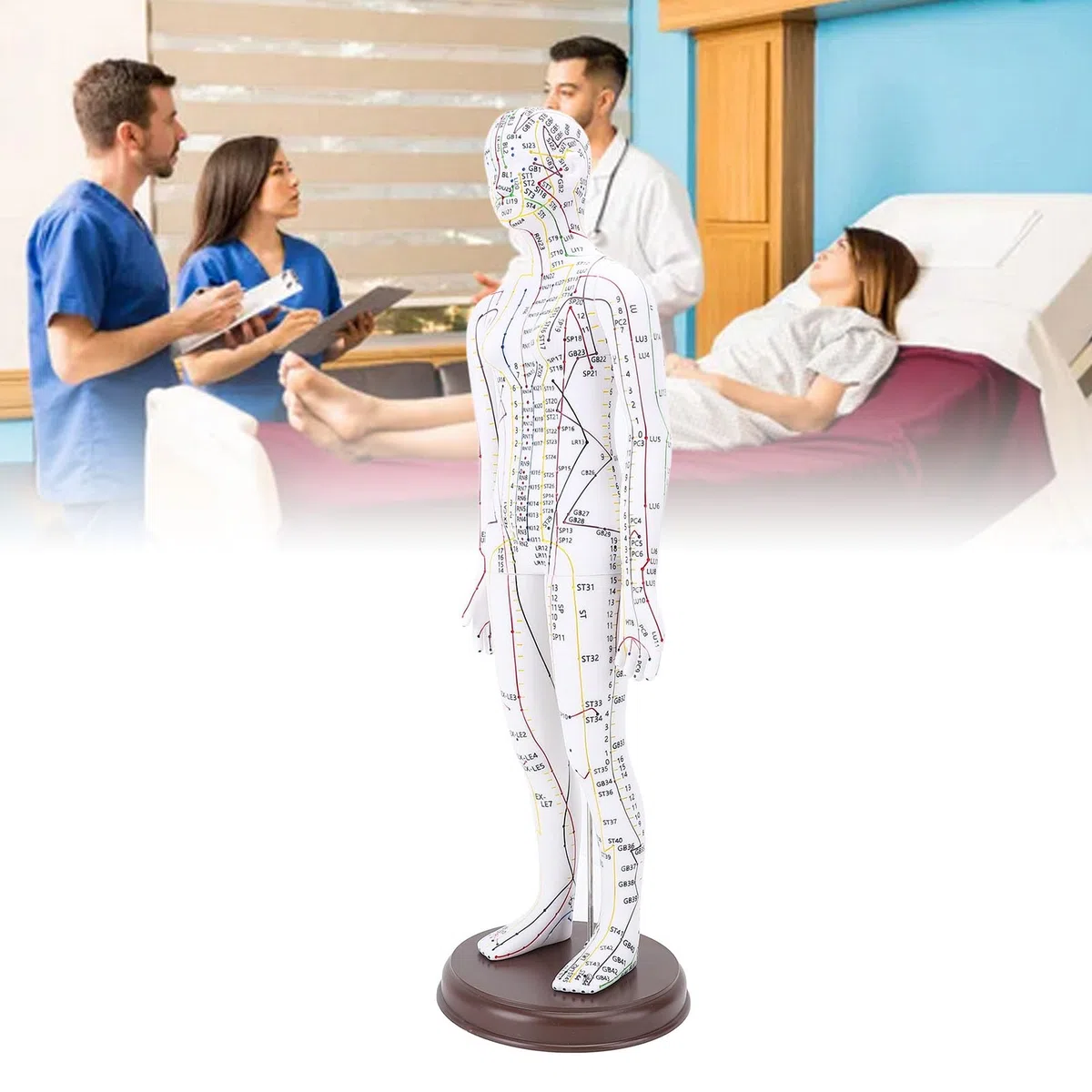 20 '' Menschliches Körper Akupunkturmodell, Männliche/weibliche Druckpunkt und Meridianer Modell für Unterricht, Akupunktur und Massage, Menschliche Proportionsstruktur (Weiblich)