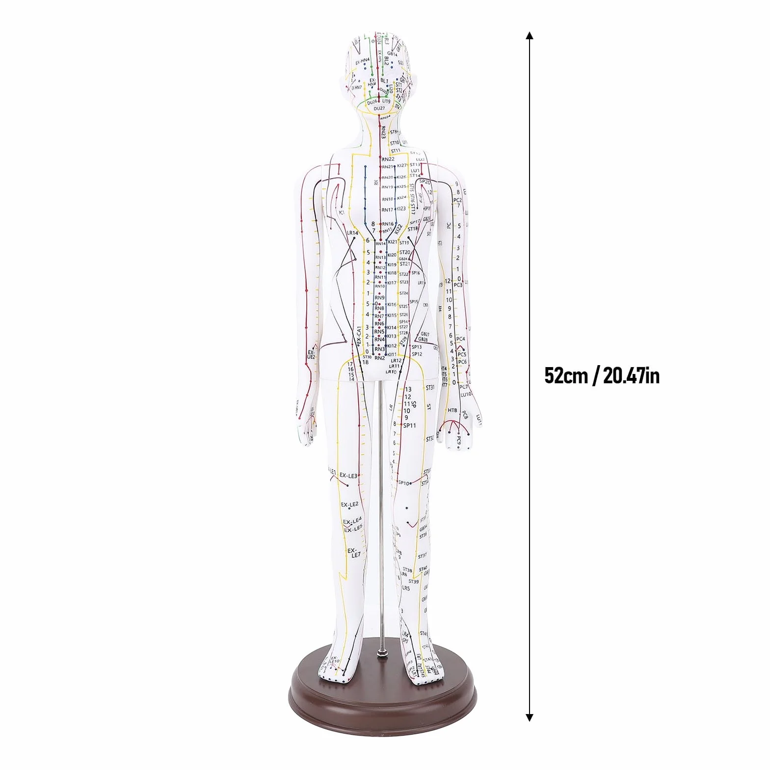 20 '' Menschliches Körper Akupunkturmodell, Männliche/weibliche Druckpunkt und Meridianer Modell für Unterricht, Akupunktur und Massage, Menschliche Proportionsstruktur (Weiblich)